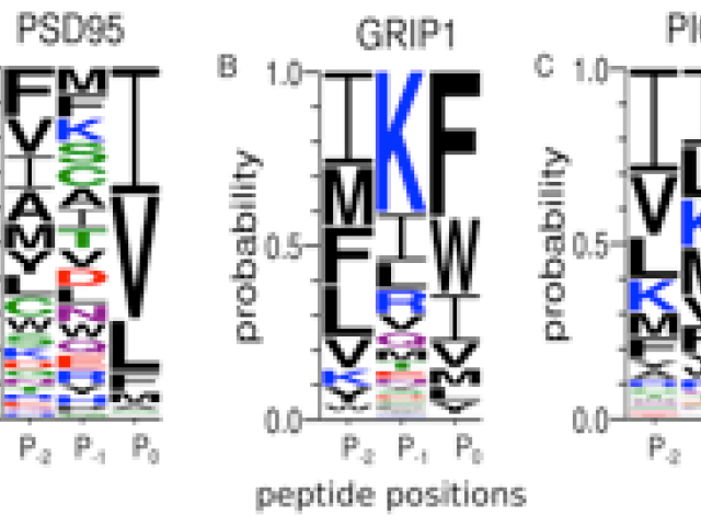 Protein-protein/peptide recognition